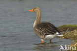 Grey Lag-Goose (Anser anser)