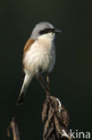 Red-backed Shrike (Lanius collurio)