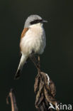 Red-backed Shrike (Lanius collurio)