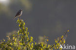 Red-backed Shrike (Lanius collurio)