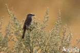 Red-backed Shrike (Lanius collurio)