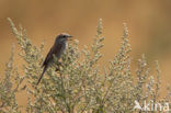 Red-backed Shrike (Lanius collurio)