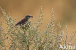 Red-backed Shrike (Lanius collurio)