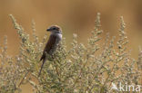 Red-backed Shrike (Lanius collurio)