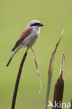 Red-backed Shrike (Lanius collurio)