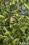 Red-backed Shrike (Lanius collurio)