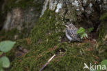 Grauwe Vliegenvanger (Muscicapa striata) 