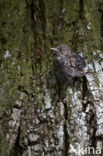 Grauwe Vliegenvanger (Muscicapa striata) 