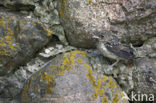 Grauwe Vliegenvanger (Muscicapa striata) 