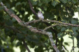 Grauwe Vliegenvanger (Muscicapa striata) 