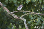 Grauwe Vliegenvanger (Muscicapa striata) 