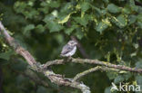 Grauwe Vliegenvanger (Muscicapa striata) 