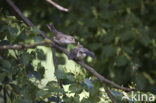 Grauwe Vliegenvanger (Muscicapa striata) 