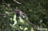 Grauwe Vliegenvanger (Muscicapa striata) 