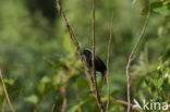 Grey-headed Negrofinch (Nigrita canicapillus)