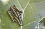 Groot koolwitje (Pieris brassicae)