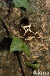 Garden Tiger (Arctia caja)