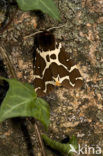 Garden Tiger (Arctia caja)