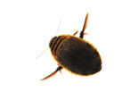 Great Diving Beetle (Acilius sulcatus)