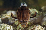 Great Diving Beetle (Acilius sulcatus)