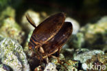 Great Diving Beetle (Acilius sulcatus)