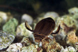 Great Diving Beetle (Acilius sulcatus)