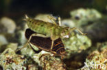 Great Diving Beetle (Acilius sulcatus)