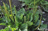 Grote weegbree (Plantago major)