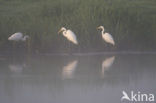 Great White Egret
