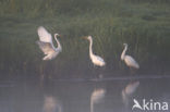 Great White Egret