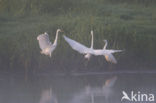 Great White Egret