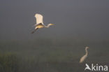 Great White Egret