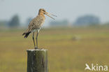 Black-tailed Godwit (Limosa limosa) 