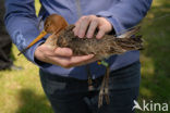 Black-tailed Godwit (Limosa limosa) 