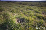 Grutto (Limosa limosa) 