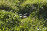 Grutto (Limosa limosa) 