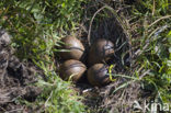 Grutto (Limosa limosa) 