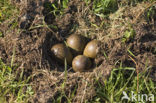 Grutto (Limosa limosa) 