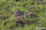 Black-tailed Godwit (Limosa limosa) 