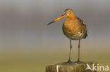 Grutto (Limosa limosa) 