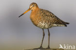 Grutto (Limosa limosa) 