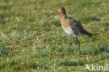 Grutto (Limosa limosa) 