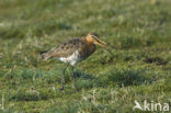 Grutto (Limosa limosa) 