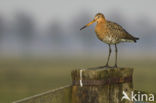 Grutto (Limosa limosa) 