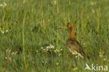 Black-tailed Godwit (Limosa limosa) 