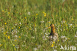 Black-tailed Godwit (Limosa limosa) 