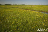 Haulerpolder