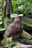 Hazel grouse (Tetrastes bonasia)