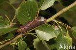 Puss Moth (Cerura vinula)