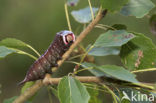 Puss Moth (Cerura vinula)